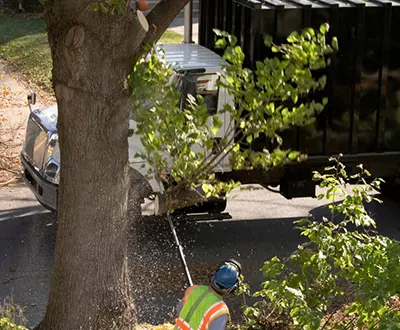 Tree Cutting and Removal